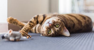 Meaty food and play could reduce hunting in domestic cats, study suggests